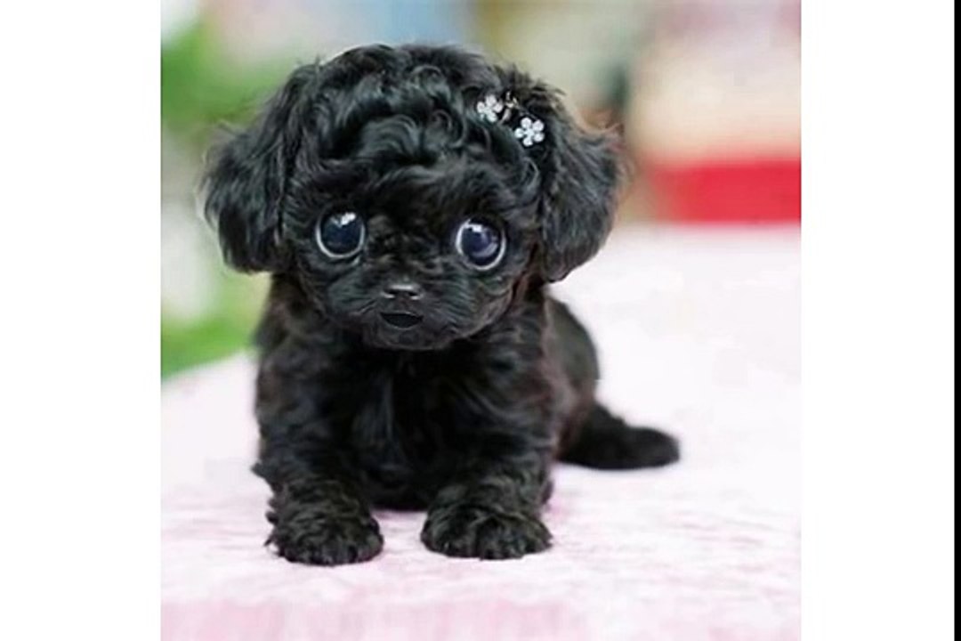 Adorable little black puppy wishes you Happy Birthday