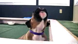 Super Cute Boxer Pup Howling