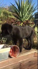 Cutest labrador in puppy playing