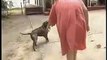 BAN PiT BULLS  Pitbull Attacks Female Animal Control Officer