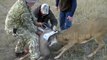 Coyotes attack whitetail deer locked in antlers of another deer.