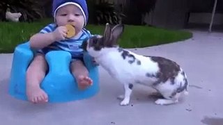 Whatsapp Video   Dog Cheeting The Baby   Funny Video