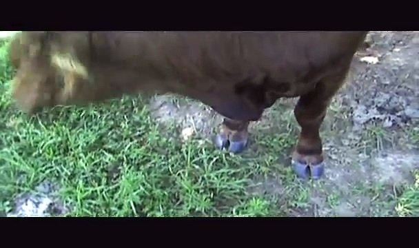 Dexter Highland cross Cattle - Bob the Bull, Mama Cow and her Calf