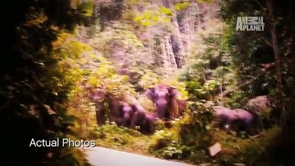 I M ALIVE  Man Survives Elephant Attack