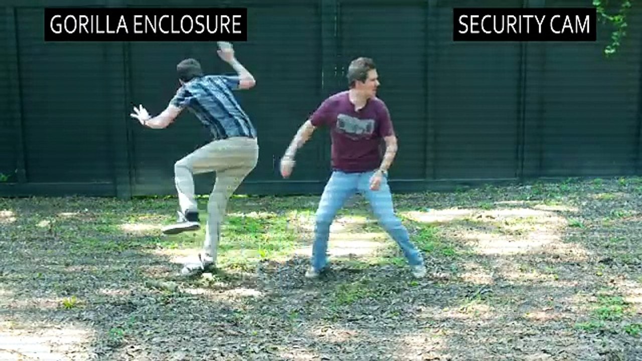 GORILLA ATTACKS AT ZOO!