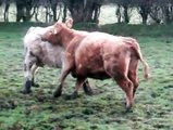Head-Butting Milk-Drinking Lesbian Cows Doing a 69