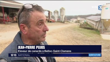 Grippe aviaire : abattage massif dans le Gers