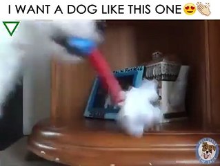 every one wants to like this dog