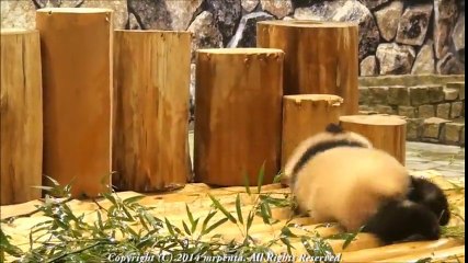 Puppies Falling to Gravity