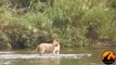 Lioness Reacts To A Crocodile Taking Her Cub - Latest Sightings