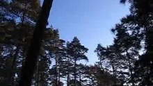 Fontainebleau