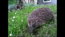 Hedgehogs! Cute animals for kids - Pets