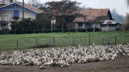 France culls a million ducks and geese