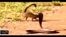 コブラ 蛇 , コブラ vs マングース