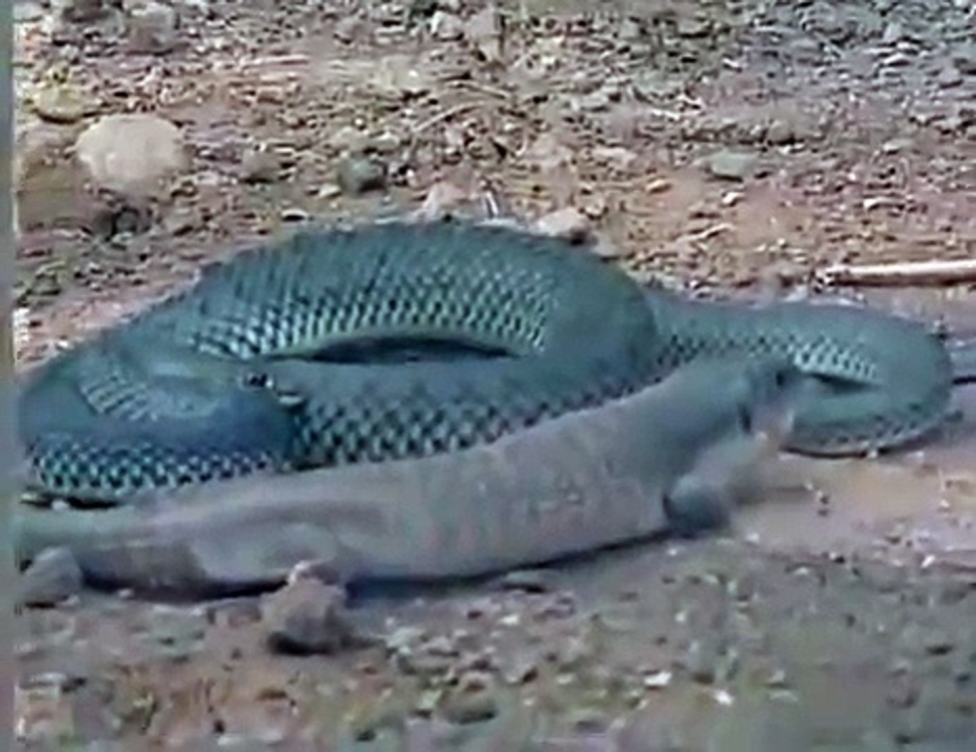 ヘビ Vs トカゲ Video Dailymotion