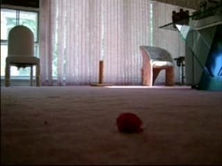 My Cat Plays Fetch