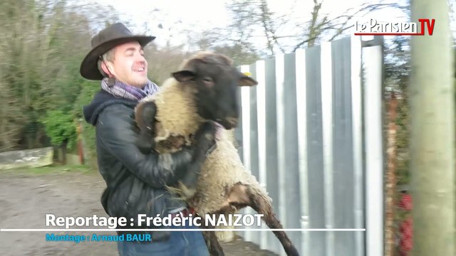Montmagny : le sauvetage des moutons promis à l'abattoir