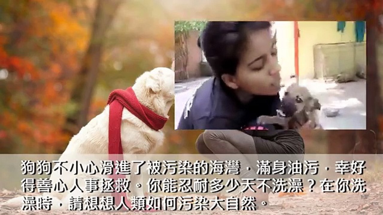 看哭了幾億人的短片：下世會來報恩的動物 (鯨鯊被魚網纏住、鯊魚擱淺、猴子電纜觸電、不小心被卡住半空的吊頸樹懶、油污狗、被困儲水池的老虎，那一個最能觸動你的同情心？)[奇趣TV]