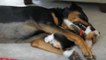 Beagle puppy playfully attacks big rottweiler dog