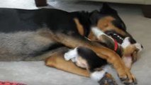 Beagle puppy playfully attacks big rottweiler dog