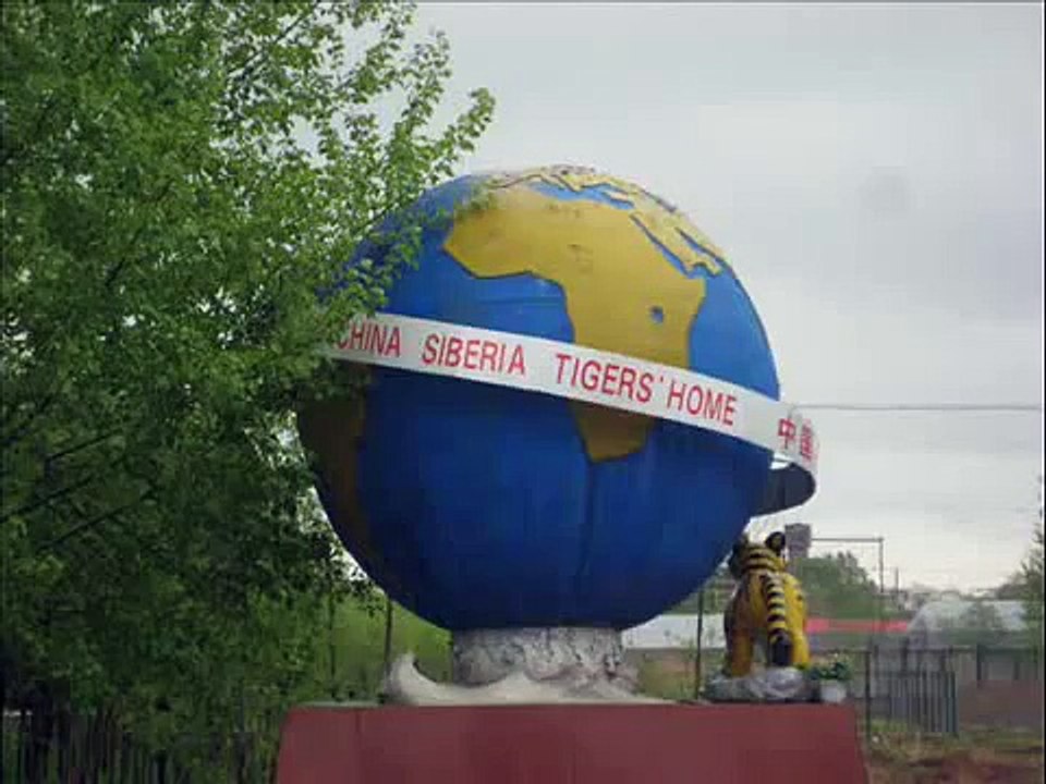Tiger Eats Live Cow