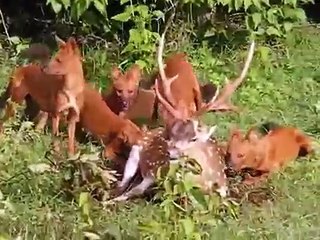 Wild dogs eating deer alive to death كلاب بريه تلتهم ظبي حتى الموت