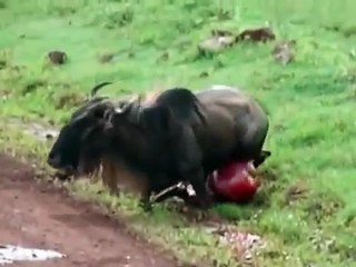 اقوى وابشع فيديو في عالم الافتراس .. الضباع تاكل حيوان النو وهو حي ... مروع