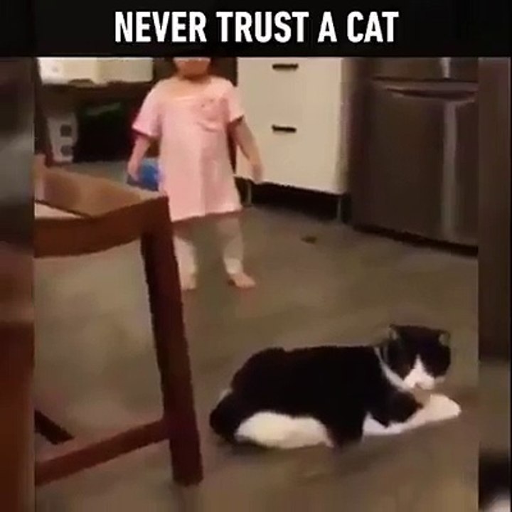 Never Trust a Cat
