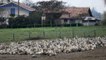 Grippe aviaire en France : les éleveurs entre détresse et colère