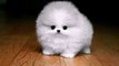 Happy Birthday! Funny Birthday Videos - Puffball the Puppy