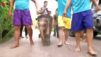 Un bebe elephant reapprend a marcher