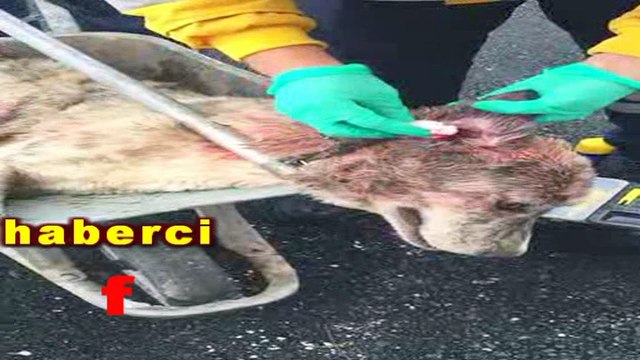 KÜTAHYA BAROSU KÜTAHYA BELEDİYESİ HAYVAN BARINAĞI HAKKINDA SUÇ DUYURUSUNDA BULUNDU !!!