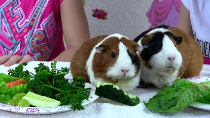 SURPRISE TOYS - Shopkins My Little Pony Sofia the First and GUINEA PIGS