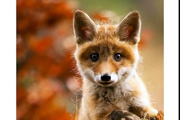 Happy Birthday to You! - Funny Birthday Videos - Freddie the Fox
