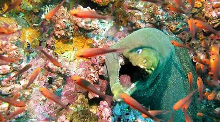 Malpelo Hammerhead sharks