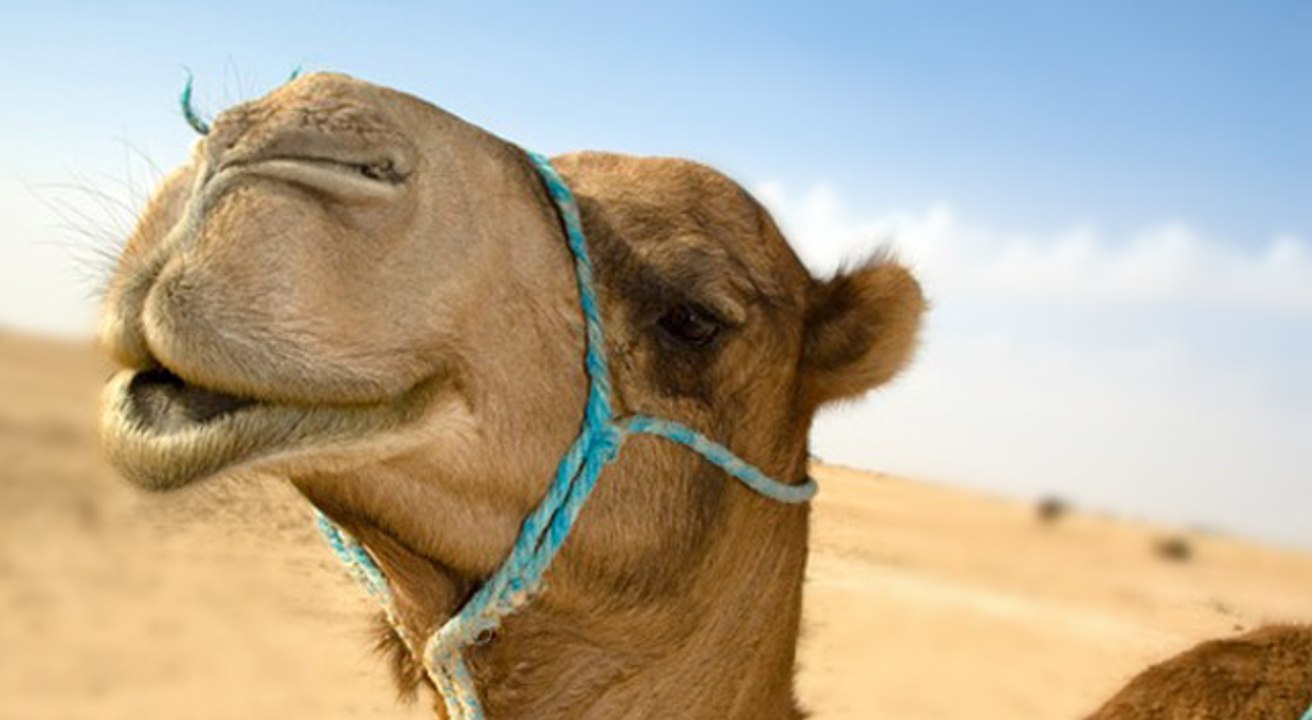 Man take Selfi with Camel in desert