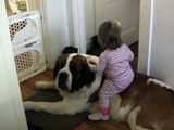 Toddler Tries Ride St. Bernard - (Dog Ain't Having It)