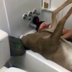 Drunk Kid Wakes Up In Bathtub With Dead Deer