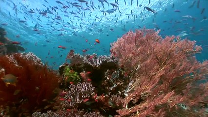 Wonderful Indonesia  Raja Ampat Papua