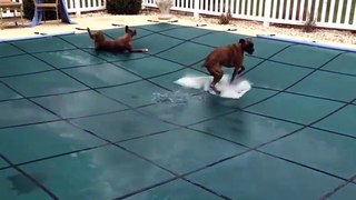 Boxers love swimming pool