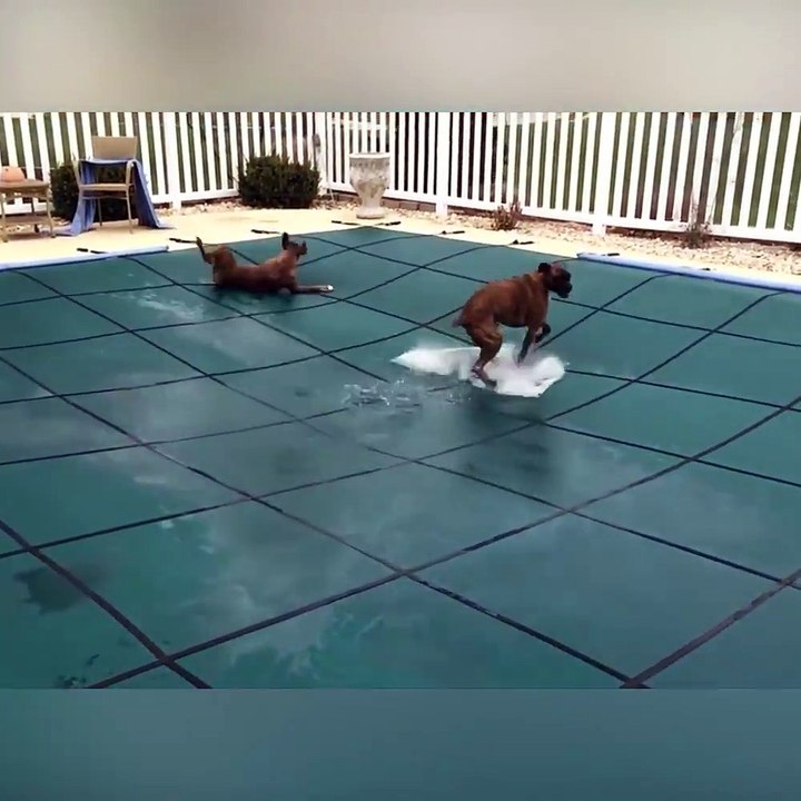 Boxers love swimming pool