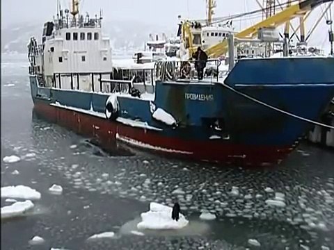 These Russian Sailors Noticed that a Dog Was Trapped on an Iceberg. Watch Their Extreme Rescue
