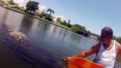 Kayaker has close encounter with friendly manatee