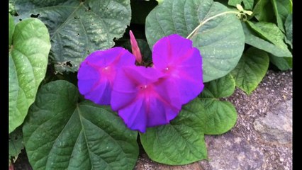 7 Mindfulness Exercise Belly Breathing