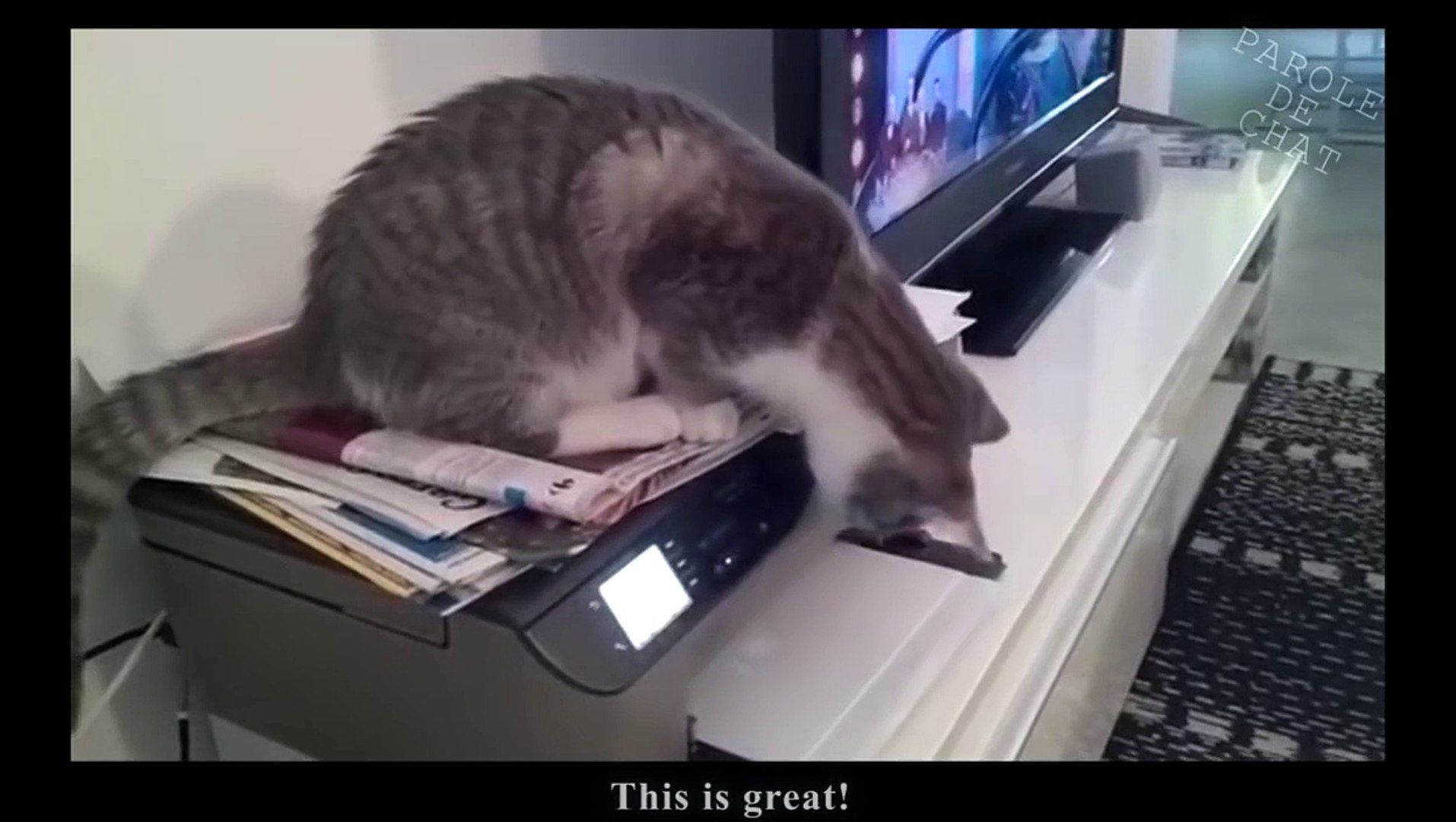 L Imprimante 2 Parole De Chat D Mlozzubl0 Video Dailymotion