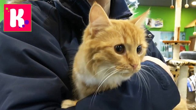 Мурка собирается в Лондон на самолете на рождество 2017 у Кати и Макса новое видео на канале