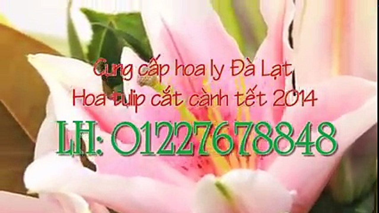 Cắm hoa với hoa ly- Hoa ly tet 2014