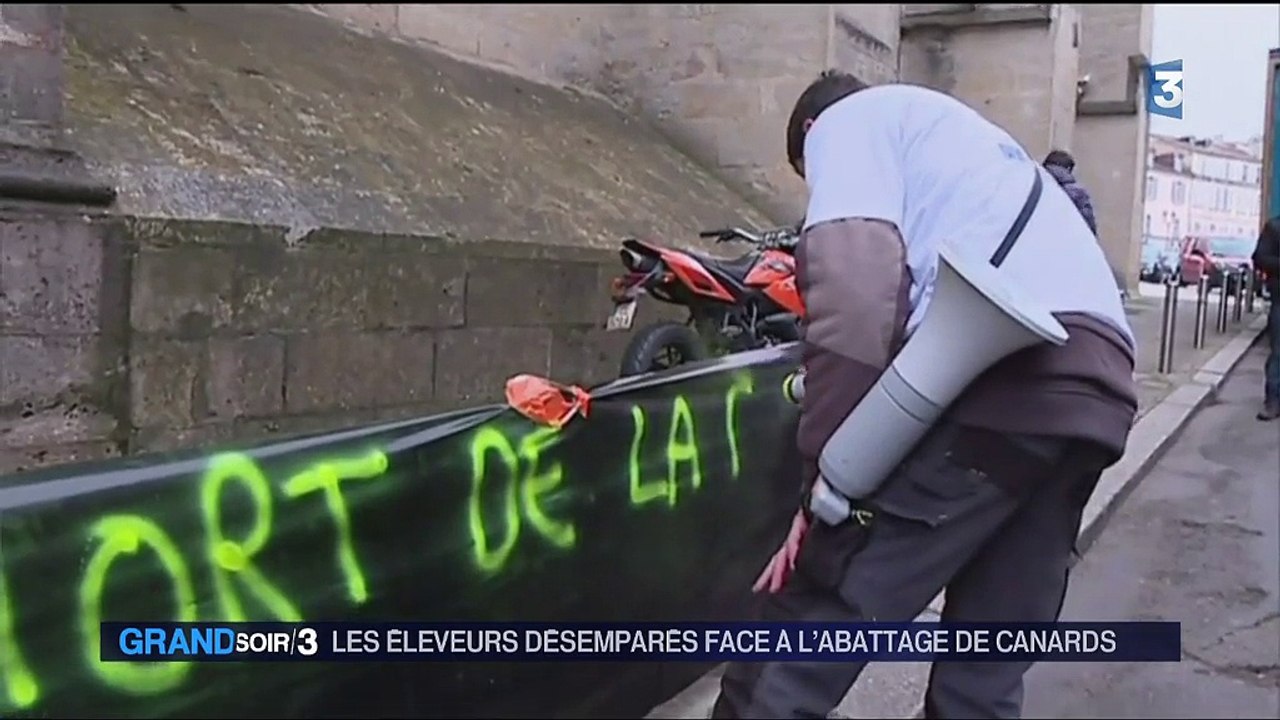 Grippe aviaire : coup dur pour les éleveurs