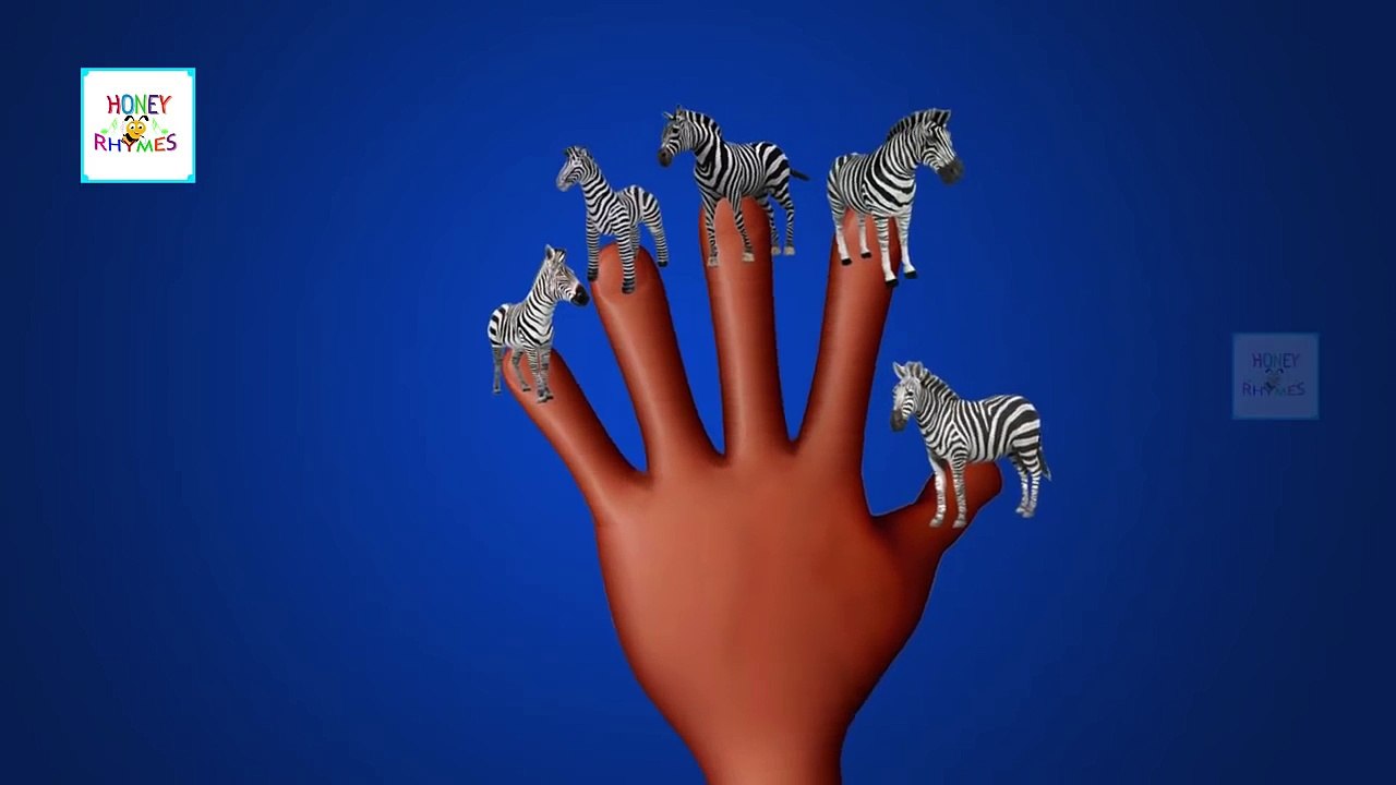 Finger Family Zebra Animal Finger Family Songs Zebra Finger Family