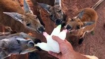 C'est l'heure du biberon pour les kangourous